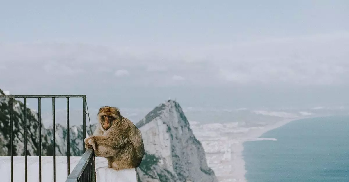 A Barbary macaque sitting on a railing with a view of Gibraltar's coastline and cliffs.