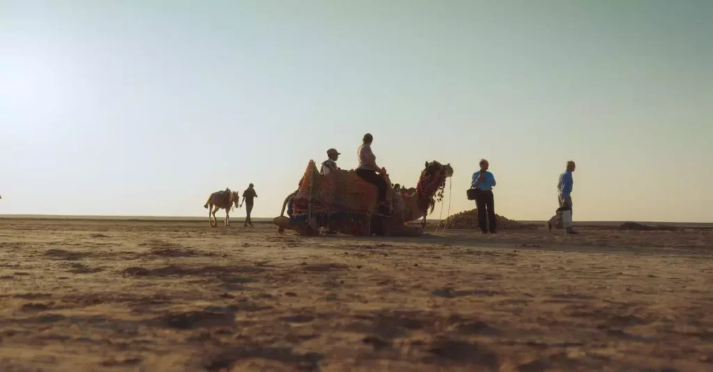 Best Wildlife Travel Experiences in South America 2 A scenic camel ride at sunset on a desert landscape in Ahmedabad, Gujarat, India.