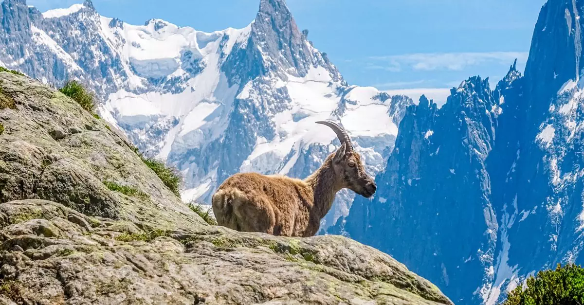 Stunning view of an Alpine ibex in Chamonix-Mont-Blanc, France, with snow-capped peaks.