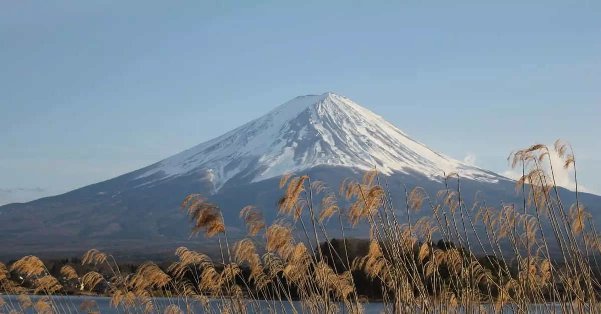 Snow-capped Mount Fuji with foreground reeds under a clear blue sky.