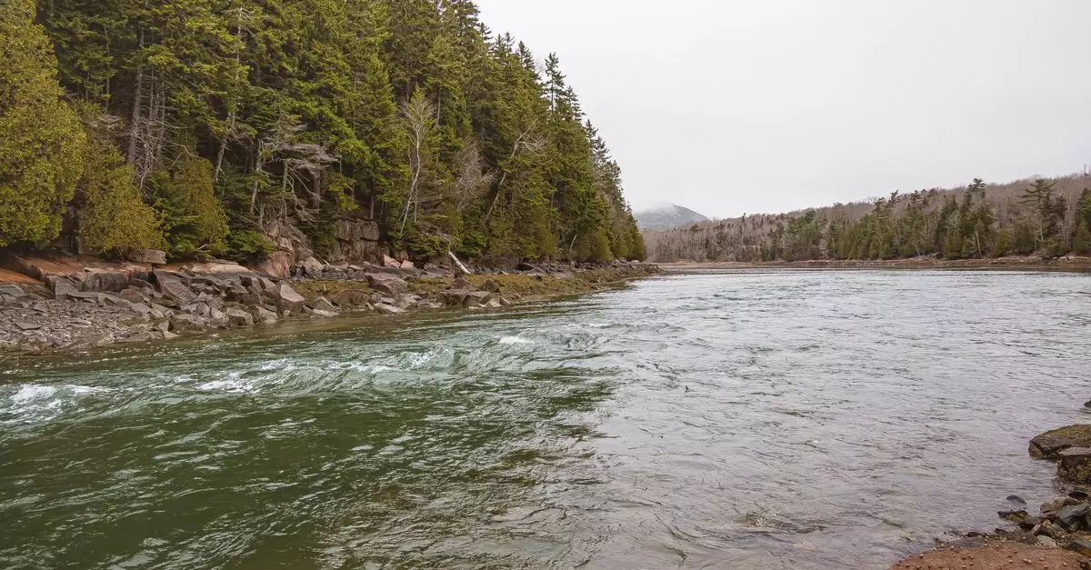 Serene river flowing through lush green forests in Acadia National Park, Maine.