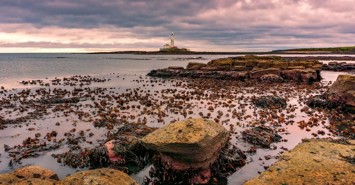 Explore the serene coastal landscape with St Mary's Lighthouse in England during dusk.