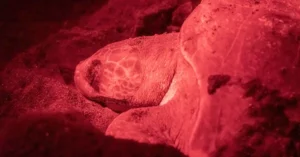 A close-up of a sea turtle nesting under red light in Chocó, Colombia.