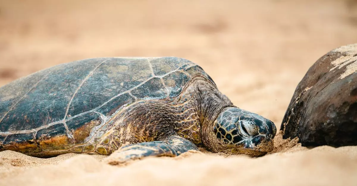 A serene close-up of a sea turtle resting on a sandy beach, exuding calmness and tranquility.
