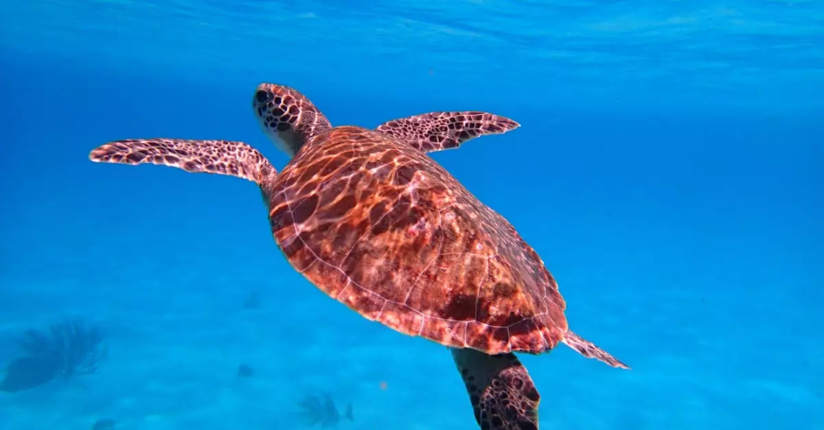 A hawksbill sea turtle gracefully swimming underwater in the vibrant blue Caribbean sea off Bonaire.