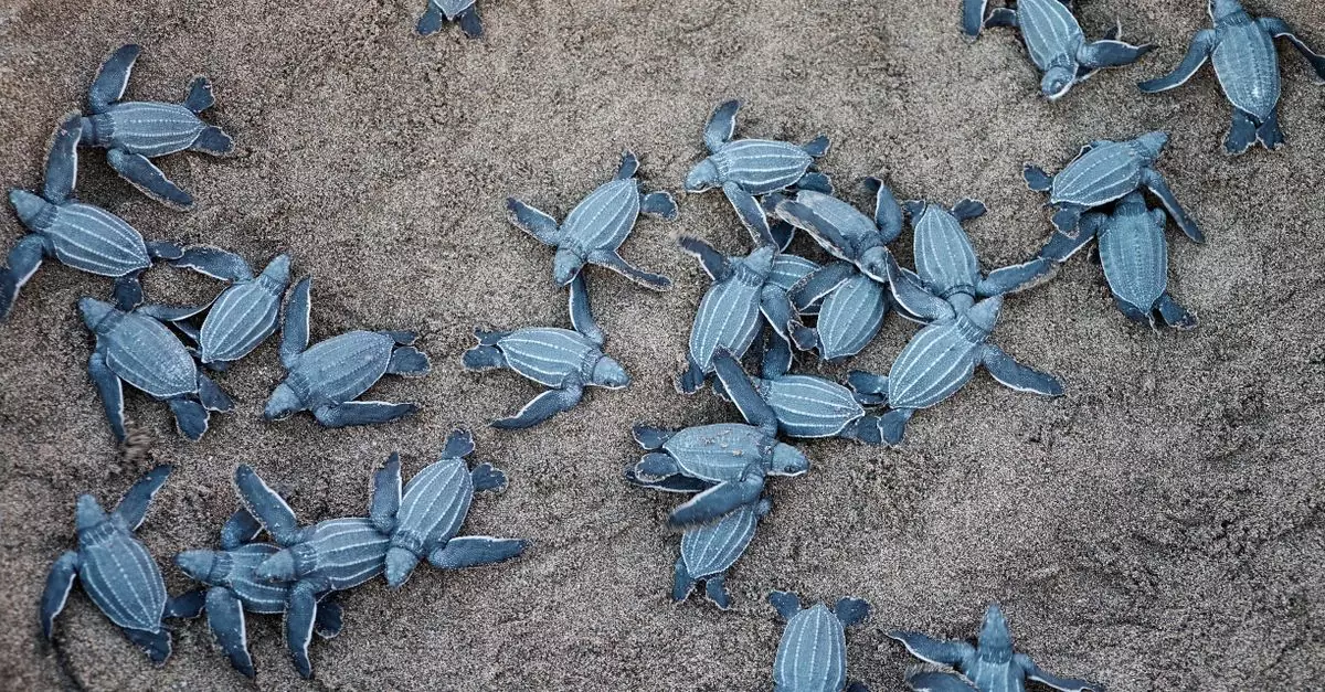 Newly hatched leatherback turtles crawling on the sand in Puerto Rico.
