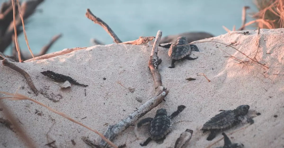 Group of hatchling sea turtles crawling on a sandy beach towards the ocean.