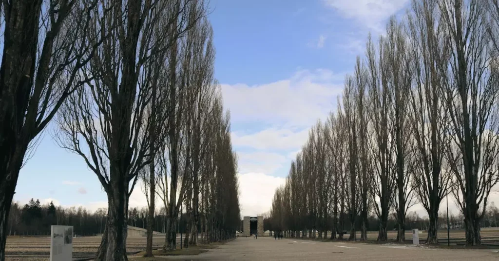 World War II Sites in Bastogne: A History Buff's Guide 2 Symmetrical rows of tall bare trees at Dachau Concentration Camp Memorial site.